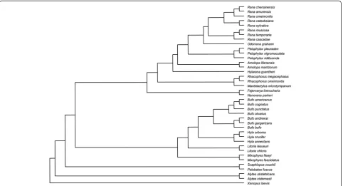 Figure 3 The phylogenetic tree of the anuran used in the comparative analysis following Frost et al