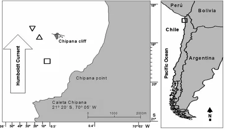 Fig. 1 Map showing the loca-and (taotion of the studied (open square) Macrocystis integrifolia kelp bed, the (open inverted triangle) Lessonia trabeculata kelp bed open triangle) L
