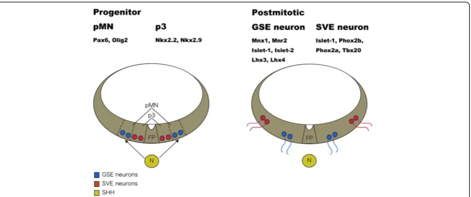 Figure 6 Schematic illustration of the developmental process. GSE and SVE neurons are derived from pMN and p3 domains, respectively.These domains are specified by expressions of different sets of regulatory genes