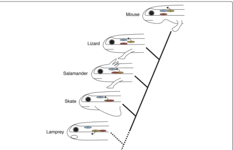 Figure 3 Hypothetical scenario of the evolution of the accessory nerve toward mammals