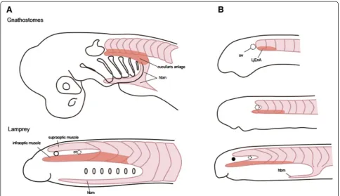 Figure 4 Schematic illustration to show the evolution of the cucullaris muscle. Based on the assumption that the cucullaris first arosethrough modification of rostral somitic muscle