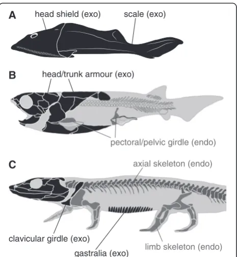 Table 1 Classification of skeletal systems