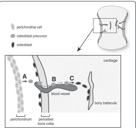 Figure 3 Process of endochondral ossification. (A) Differentiationof osteoblastic precursors from perichondrial cells