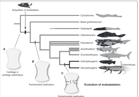 Figure 4 Evolution of the endoskeleton.composed purely of cartilage. Phylogenetic framework was adopted from [59]