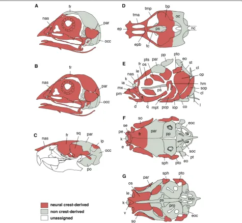 Figure 5 Developmental origins of the dermal skull roof. (Athe entire dermal skull roof is derived from the neural crest