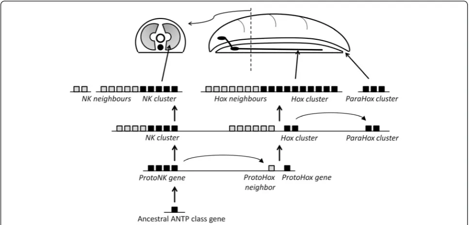 Figure 1 Tandem homeobox gene duplication and recruitment to body patterning. Tandem duplication of homeobox genes in earlymetazoan evolution generated ProtoNK and ProtoHox genes (black boxes), plus neighbouring homeobox genes (grey boxes)