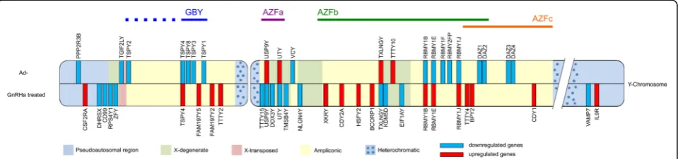 Fig. 2 Illustration of Y-chromosomal differential gene expression in Ad- versus Ad+ testis and Ad- testis before and after GnRHa treatment.Features of the Y-chromosome are represented as colored blocks and include the pseudo-autosomal region (blue), hetero