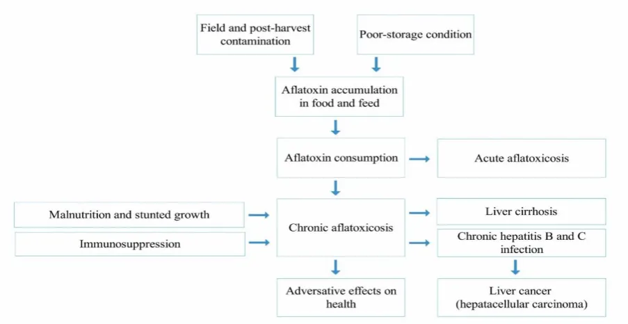 Fig. 3. Aflatoxins and implications in public health.