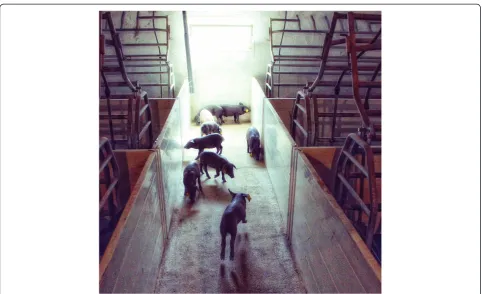 Figure 1 Experimental setup and example of a piglet displaying locomotor play.