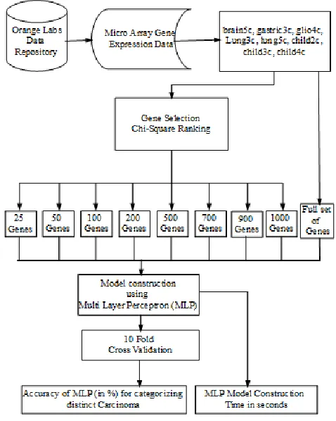 Fig 1. Categorizing Distinct Carcinoma using MLP 