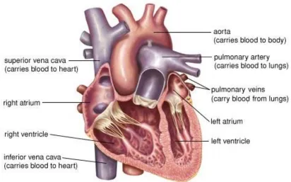 Figure 1: Various components of the human heart [4] 