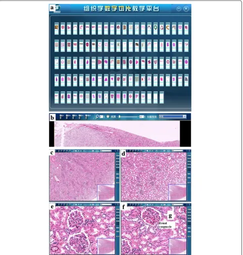 Figure 1 Screen captures of the interface for histology teaching program at TMMU.web browserat the top, including 4×, 10×, 20×, 40×, 100× and X ×slide displayed in the upper-left-hand corner; the user can adjust for contrast and brightness in the right-han