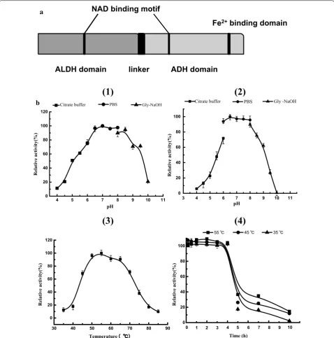 Fig. 2 Characterization of butanol-catalyzing and thermostable AdhE enzyme of Thermoanaerobacterium sp