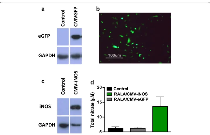 Fig. 2 Validation of transgene expression in PC3s. (comprising 0.5 μg DNA) at using immunoblotting, and fluorescence microscopy