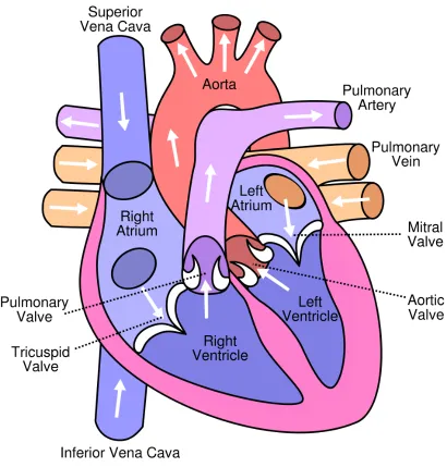 Figure 1.1: The human heart (published with permission from Eric Pierce) [6].