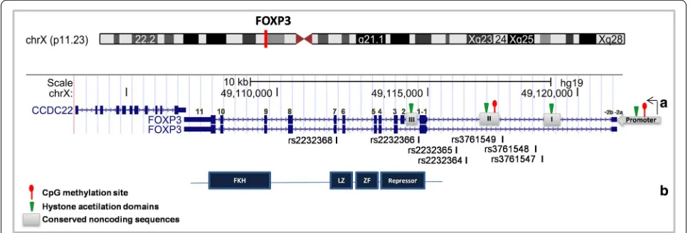 Fig. 2 Schematic diagram of the FOXP3 gene (a), protein (b) and X Chromosome. The figure shows two isoforms of the gene (with difference inexon 2) and some SNPs cited in the text