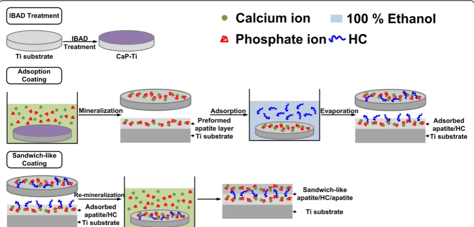 Figure 1 Sketch map of immobilizing hydroxycholesterol with apatite on titanium surfaces.
