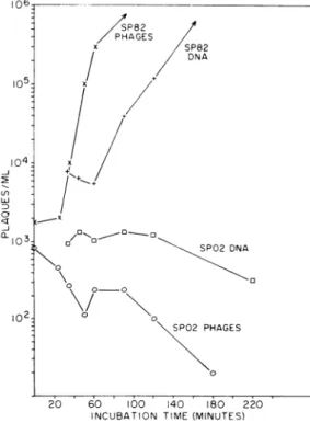 FIG. 3. Plaque -formers present in a suspension of 90-min competent cells at various times after addition of SP02 or SP82 phlages or their DNA