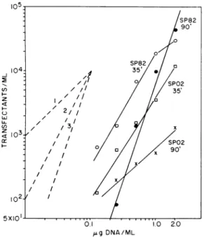 FIG. 5. Twenty-minute pulses of transfecting DNA were given to cells at various times after precompetent cells were diluted 1:10 into competency medium
