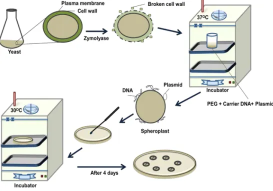 Figure 38.5: Steps in yeast transformation by sphereplast method. 