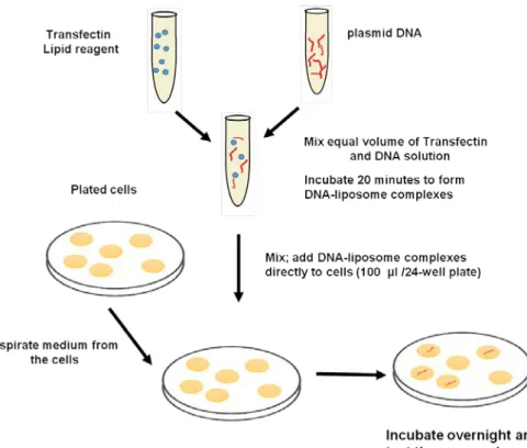 Figure 38.7: Transfection of animal cell with tranfectin (polyplexes) 