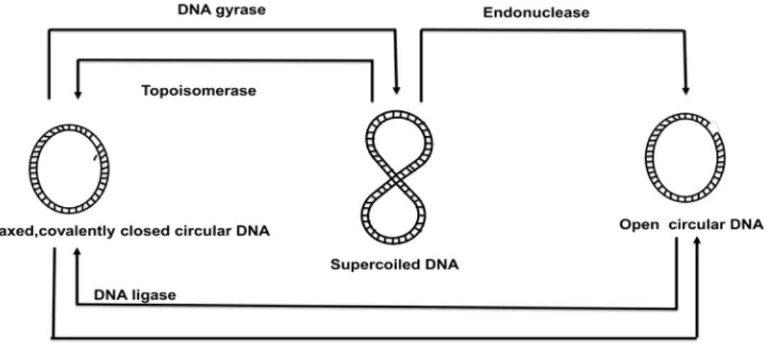Figure 39.1: Different forms of plasmids 