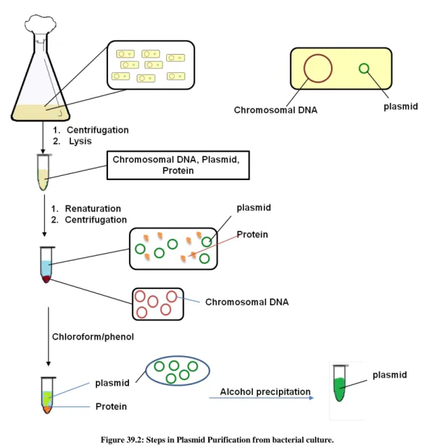 Figure 39.2: Steps in Plasmid Purification from bacterial culture. 