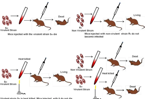 Figure 38.1: Discovery of Transformation 
