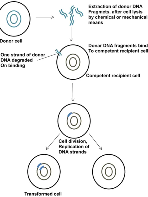 Figure 38.2: Principle steps in transformation. 