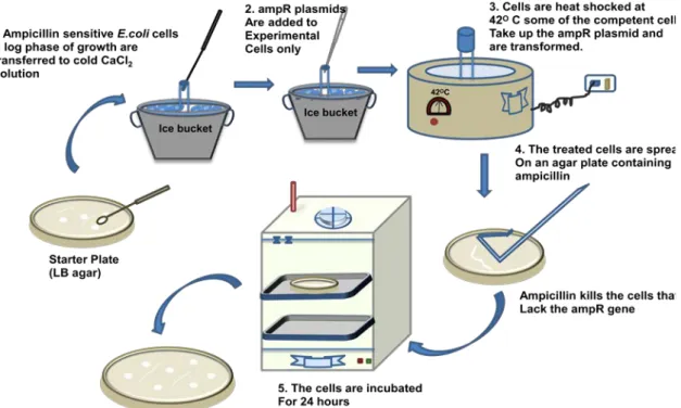 Figure 38.3: Steps in bacterial transformation by CaCl 2  method. 