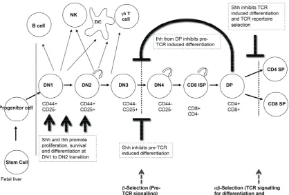 Figure 3. Hh signalling regulates multiple stages of thymocyte development. The cartoon illustratesthe different stages of thymocyte differentiation that are regulated by Hh signalling in the embryonicthymus