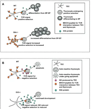 Figure 4. Hh signalling at the transition from DP to SP thymocyte. (proportion of CD4SP cells is increased