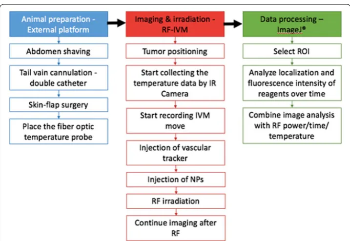 Fig. 1 Schematic summarizing all relevant procedures including animal preparation and IVM imaging during RF field exposure, followed by data processing and analysis