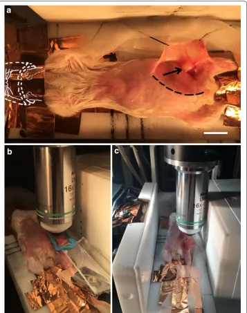 Fig. 3 Integrated Balb/c mouse IVM‑RF setup. field. The region of the incision (but not the tumor) has been blurred out for instructional purposes, so that extremities, including ears, paws, feet, and tail) and secures the nose to the anesthesia tube