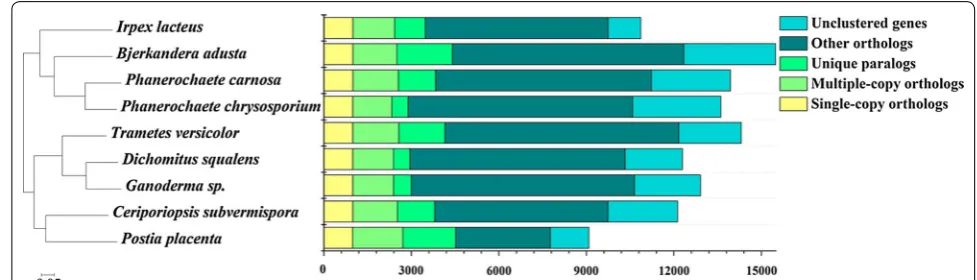 Fig. 1 Phylogenomic analysis of I. lacteus CD2 with other Polyporales white rots. The representative fungi analyzed in this comparison were Bjerkandera adusta, Trametes versicolor, I