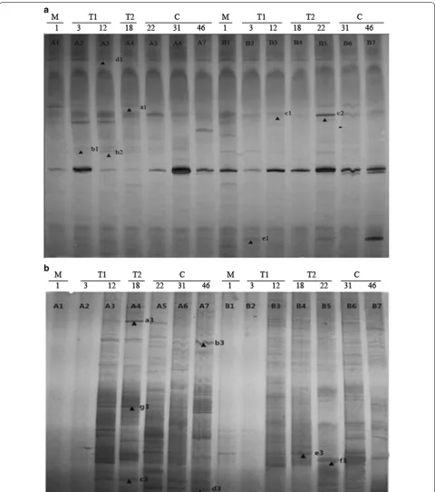 Fig. 5 Diversity of bacterial GH1 family and fungal GH3 family β-glucosidase genes in the microbial communities present during natural (lanes A1–7) and inoculated (lanes B1–7) composting as shown by DGGE of PCR products amplified using the GH1F/GH1R-GC pri