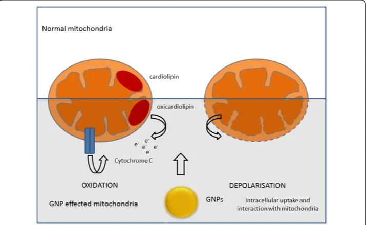 Figure 6 Schematic representation of gold nanoparticle (GNP) radiosensitisation throughmitochondrial function.