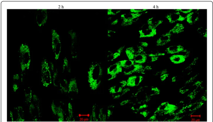 Figure 5 Cellular internalization efficiency of silica-coated CdSe QDs in stem cells using cLSM study;QDs were incubated in presence of RADMS cells