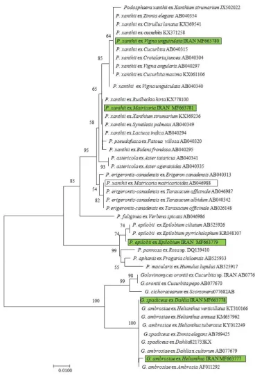 Fig. 2. Golovinomycesin which the associated taxa clustered together in the bootstrap test (1000 replicates) are shown next to the branches