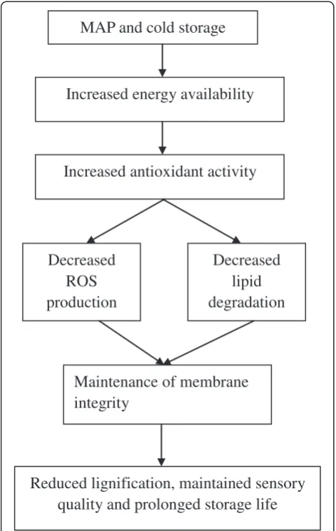Figure 7 The hypothesis of the role of MAP combined withcold storage involved in reducing lignifications and increasingstorage life of the minimally processed water bamboo shoot.