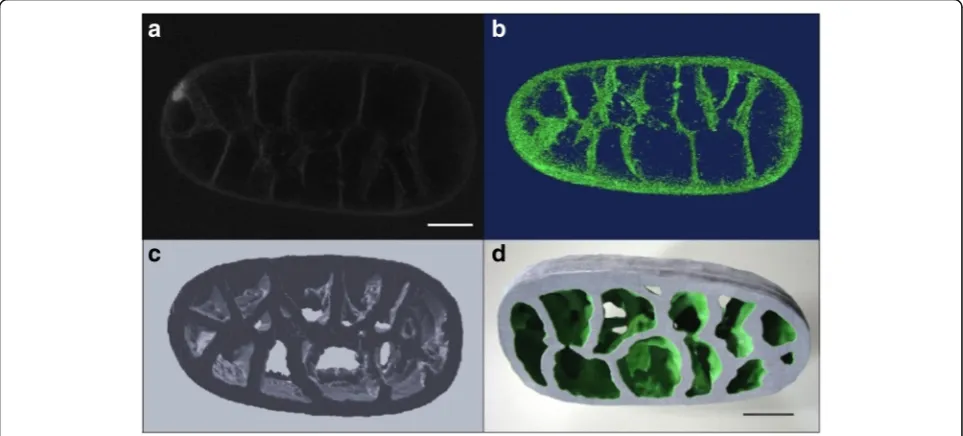 Fig. 2 Images representing various steps in the creation of the C. elegans embryo model