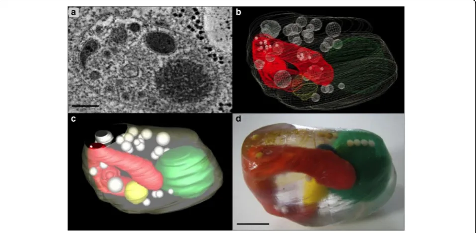 Fig. 3 Images representing various steps in the creation of the distal tip cell model