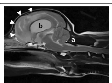 Fig. 2 Transverse DWI of the brain in a dog with GBI. The corresponding DWI images show hyperintense lesions in the same areas of Fig