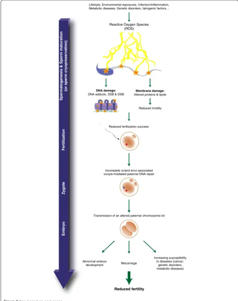 Figure 2 (See legend on next page.)