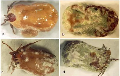 Fig. 1. Metarhizium anisopliae  Direct view of fungal mycelia growth on the cuticle of killed ticks