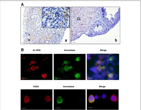 Figure 2 Aromatase cell localization in mouse fetal testis. A.by J.I Mason) (red) and anti-VASA antibodies (ab13840, Abcam, France) (red)