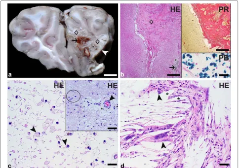 Fig. 1 Focal brain lesion in an alpaca (firm whitish-beige tissue is identified as vascularized fibrous connective tissue (diamond) and the soft beige areas represent liquefactive necrosis Vicugna pacos): macroscopic and light microscopic findings