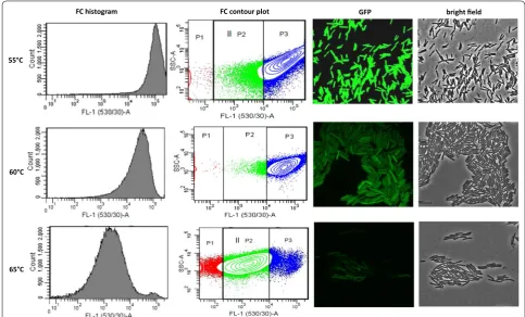 Fig. 3 Visualization of sfGFP(N39D/A179A) expression in P. thermoglucosidasius DSM 2542 at different temperatures