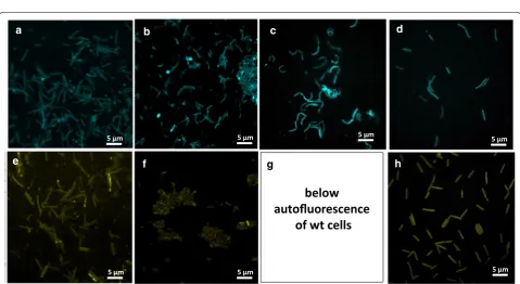 Fig. 5 Visualization of sfGFP(N39D/A179A) expression in different thermophilic spore-forming species by fluorescence microscopy