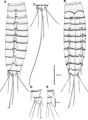 Fig. 1 Tubulideres seminolisegments 10–11 trunk segments 10–11, view gen. et sp. nov. a Male dorsal view